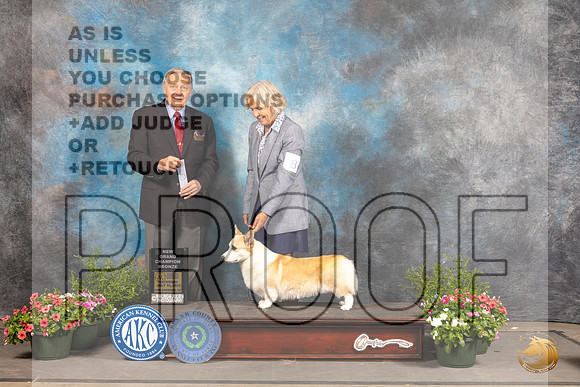 Pembroke Welsh Corgi #8 Sat SBBGCh Judge David Bolus_MJ_0884_SA_2022_HR3