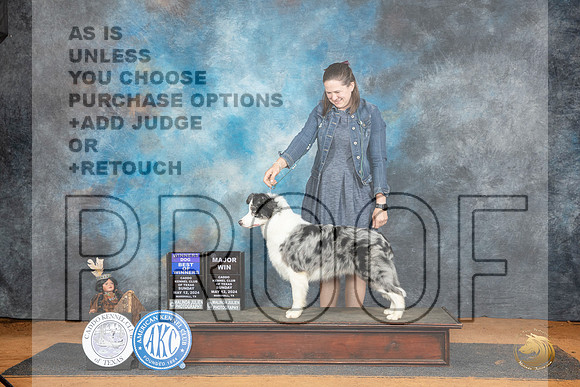 Border Collie #11 Sun WDBOWM Judge Lisa Graser__JP_8561_MARSHALL_2024_HR3