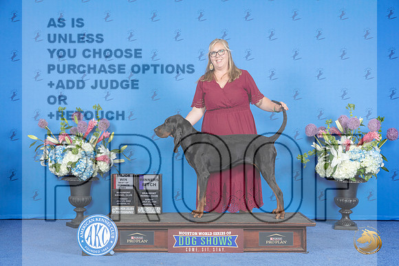 Black and Tan Coonhound #6 SUN WB BOS M Judge Angela Pickett__JP_0506_Houston_2024_HR3