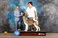 Akita #28 WED BBBE Judge Donald Plummer