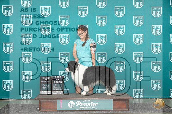 Border Collie #1122 Fri - Sun__JP_3377_Premier_2024_HR3