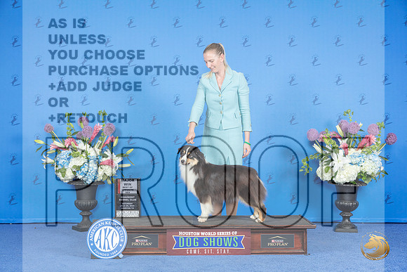 Miniature American Shepherd #26 SAT WB BOS M Judge Jon Cole__JP_0010_Houston_2024_HR3