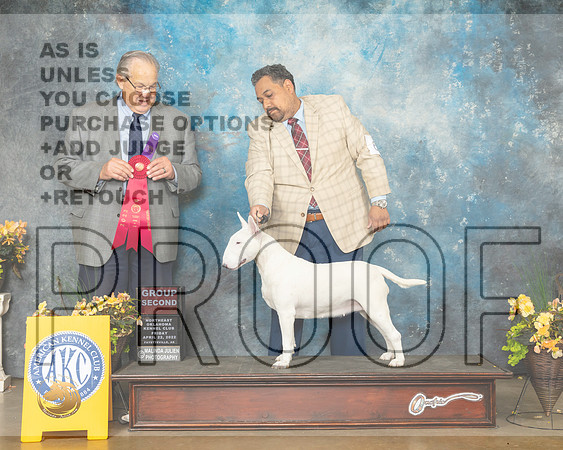 Bull Terrier #6 Fri G2 Judge John Wade-MMJ_9828-NWARK2022-HR3