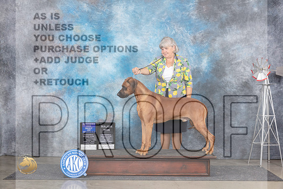 Rhodeisan Ridgeback # Fri BOWWDM Judge Ann Roth__JP_5662_Amarillo_2024_HR3