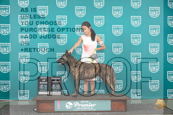 Dutch Shepherd #607 Sun BOB COC Judge Carianna Glenn__JP_2932_Premier_2024_HR3