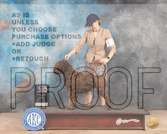 Portuguese Water Dog #8 Fri WBBOBM Judge Joan Liebes-MMJ_2976-Addison2022-HR3