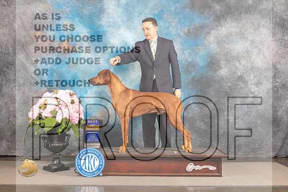 Rhodesian Ridgeback #25 Sat BOB Judge Tim Catterson_MJ_7320_Houston_2022_HR3