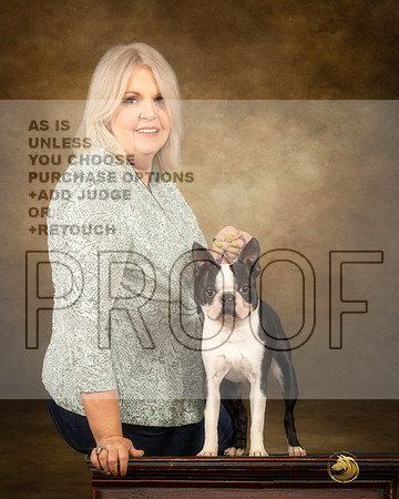 Boston Terrier Fri Connie-_MJ_1287e_Marshall_2022-HR3