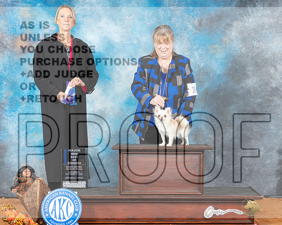 Chihuahua Long Coat #19 Sat BOW Judge Marissa Clark-_MJ_1596e_Marshall_2022-HR3
