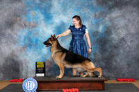 German Shepherd #5 Sun G3 Judge Beth Downey