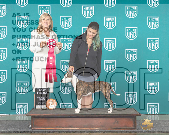 American Pit Bull Terrier #103 Wed BF Judge Cindy Sanders_JP_0578e_Premier_2024-HR3
