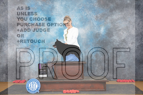 Schipperke #7 OHG1 Judge Beth Downey__JP_0968_Sulphur Springs_2024_HR3