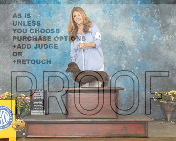 Dachshund Longhaired #8 Sat BOSWB Judge Deirdre Petrie-MMJ_1522-NWARK2022-HR3