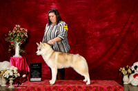 Siberian Husky Sun S1 Carrie Riley Int'l Ch