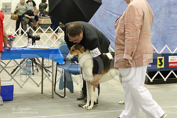 Borzoi-9724LR