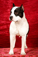 American Pit Bull Terrier Sun S1 New Ch Pamela Nemec