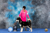 Alaskan Malamute #17 WED BISw Judge Britt Jung