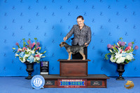 Border Terrier #8 FRI WB M Judge Sandra Lex