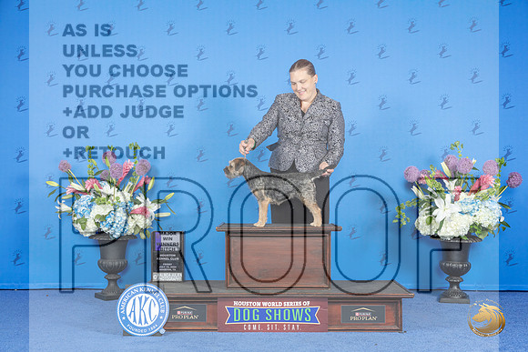 Border Terrier #8 FRI WB M Judge Sandra Lex__JP_0067_Houston_2024_HR3