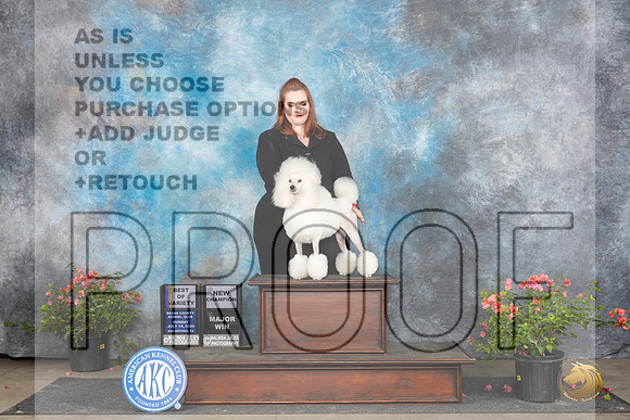 Poodle Miniature #18 Sun BOVMCH Judge Elizabeth ‘Beth’ Sweigart__JP_6386_San Antonio_2024_HR3