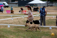 *Ringside Longview WA 2024 American Pit Bull Terrier #235