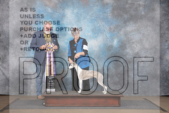 Whippet #248 Sun BIS Judge Chandra Martin Matthew Proctor__JP_3155_LongviewTX_2024_HR3