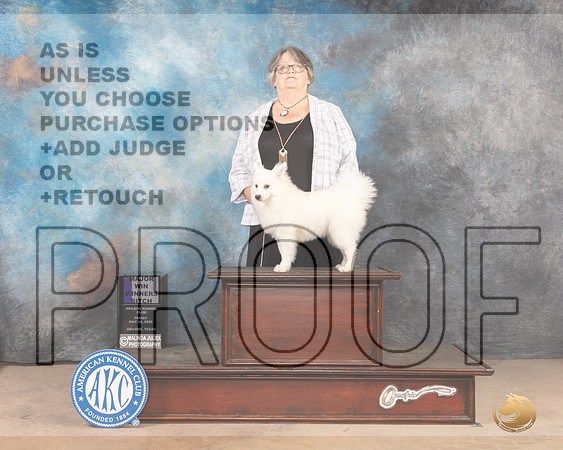 American Eskimo #18 Fri WBM Judge Thomson Stanfield Jr-MMJ_3797-Abilene2022-HR3