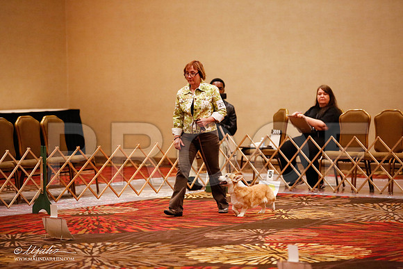_JJ_7953-HstnCorgiFeb2015-HR3