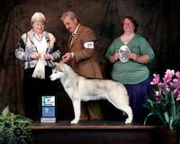 Siberian Husky #19 Sat Best in Sweeps Jody & Leslie Carpenter Judge Gail Tench