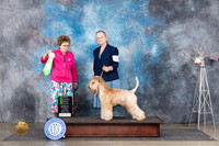 Soft Coated Wheaten Terrier #6 Sat OHG2 Judge Pat Trotter