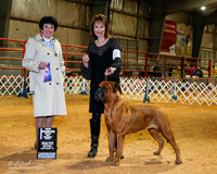 Bullmastiff #12 Sat BOW New Ch