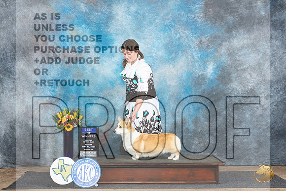 Pembroke Welsh Corgi #6 Fri BOW no judge__JP_9341_Abilene_2024_HR3