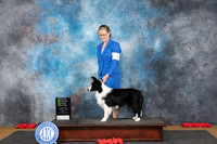 Border Collie #8 Sun OHG2 Judge Ann Catterson