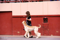 Afghan Hound Juniors Ring Sat HR San Angelo Nov 2012