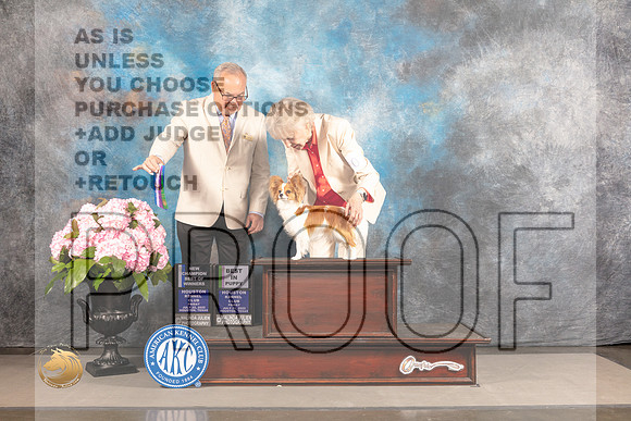 Papillon #20 FRI BOW BP NCH Judge Ken Murray_MJ_5520_Houston_2022_HR3
