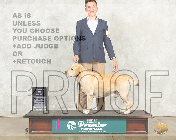Labrador Retriever #1290 Sat AOM Judge Sandra Kowalski__MJ_9455_Premier_2022_HR3