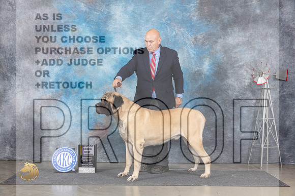Mastiff #5 Thurs BOBCH Judge Denise Dean__JP_5020_Amarillo_2024_HR3