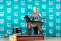 Afghan Hound #323 Sun BOB Judge CH Judge Joe Allen