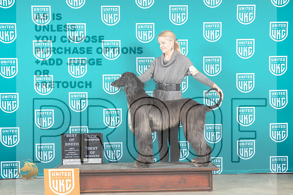 Afghan Hound #323 Sun BOB Judge CH Judge Joe Allen_MJ_3916_UKCBelton_2022_HR3