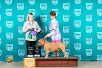 American Bully #? Fri BOBG3 Judge Lynn Martin