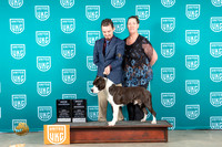 American Bully #352 BOBCH Judge Nancy Gallant