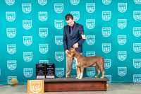 American Bully #352 Sat BOB Judge nancy Gallant