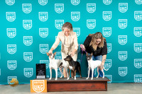 American Hairless Terrier #209 Sat