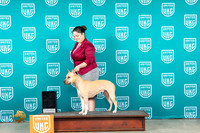 American Pit Bull Terrier #? Sun Pamela Perdue