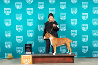 American Pit Bull Terrier #294 Sat BF Judge Malinda Julien