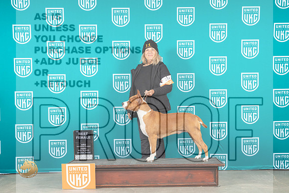 American Pit Bull Terrier #294 Sat BF Judge Malinda Julien_MJ_3548_UKCBelton_2022_HR3
