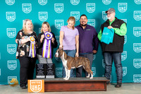American Pit Bull Terrier #870 BIS Lynn Martin Malinda Julien
