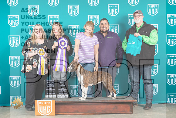American Pit Bull Terrier #870 BIS Lynn Martin Malinda Julien_MJ_3723_UKCBelton_2022_HR3