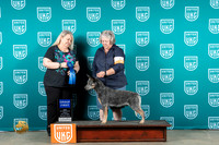 Australian Cattle Dog #131 Fri G1 Judge Malinda Julien