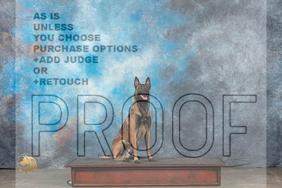 Belgian Malinois Thur Karen_MJ_2979_UKCBelton_2022_HR3